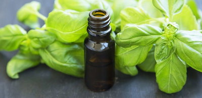ACEITE ESENCIAL ALBAHACA 50 ML