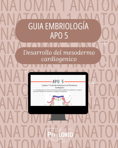 Embriología: Guia de actividades APO 5