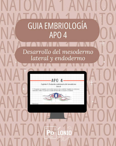 Embriología: Guia de actividades APO 4