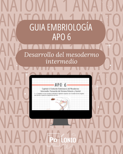 Embriología: Guia de actividades APO 6