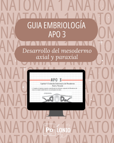 Embriología: Guia de actividades APO 3