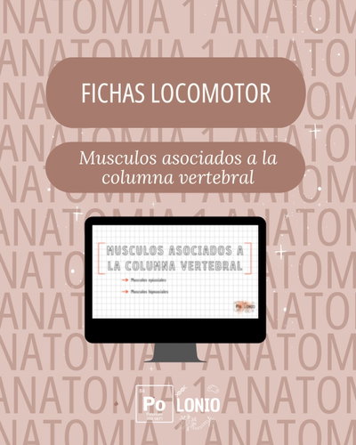 Locomotor: Flashcards APO Musculos asociados a la columna vertebral