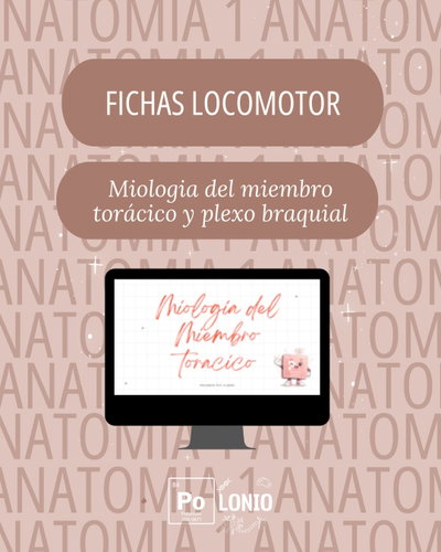 Locomotor: Flashcards APO Miologia del miembro toracico y plexo braquial