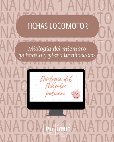 Locomotor: Flashcards APO Miologia del miembro pelviano y plexo lumbosacro