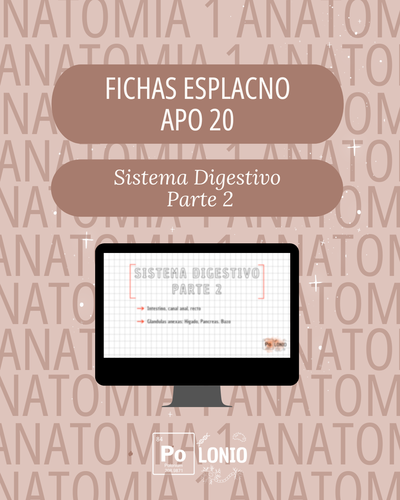 Esplacnología: Flashcards APO 20