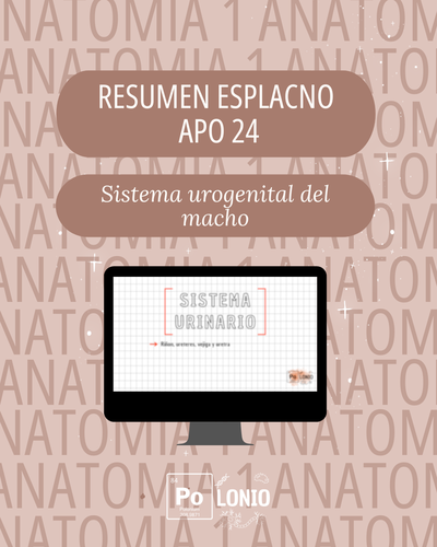 Esplacnología: Flashcards APO 24