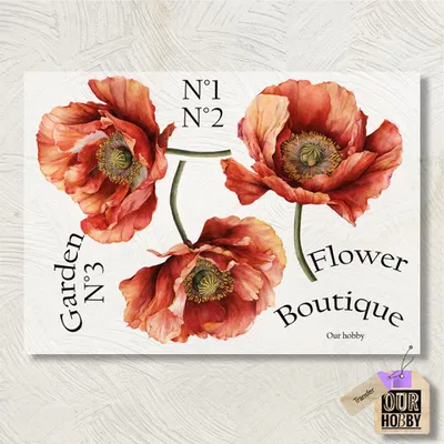 Transfolex color 273 (x unidad) 