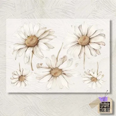 Transfolex color 107 (x unidad) 