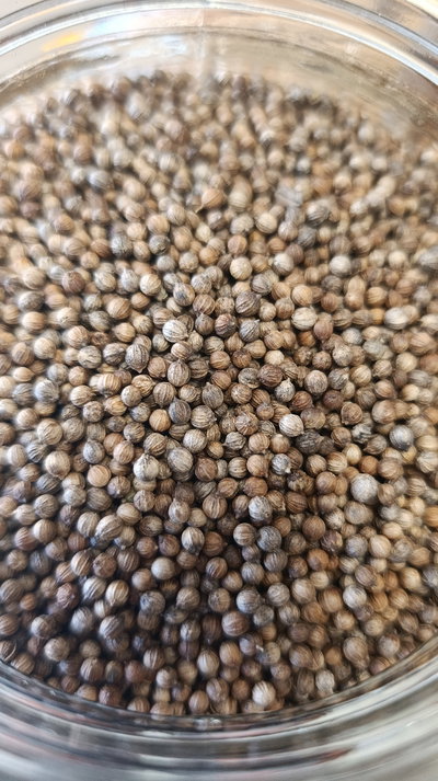 Coriandro en grano