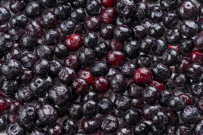 Arándanos " Conosud " 