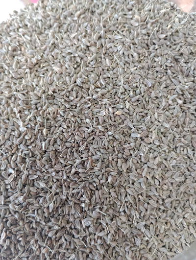 Anís en grano