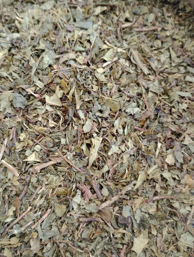 Té verde en hojas