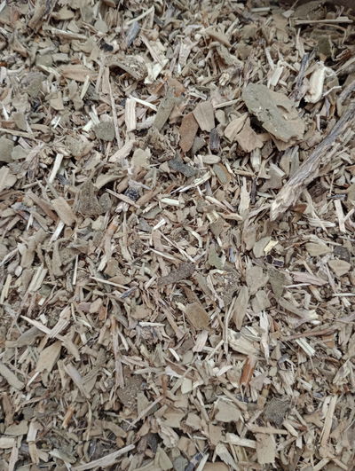 Salvia 