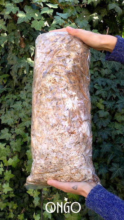 BLOQUE DE AUTOCULTIVO DE GIRGOLAS X 2KG