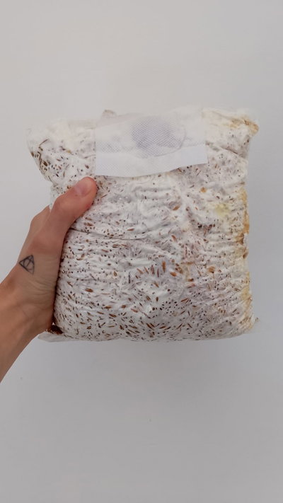 SEMILLA MICELIADA DE GIRGOLA X KILO