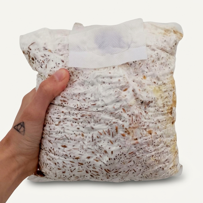 SEMILLA MICELIADA DE GIRGOLA X KILO