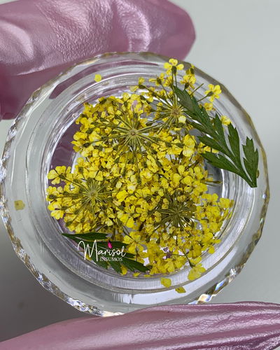 Flores secas 