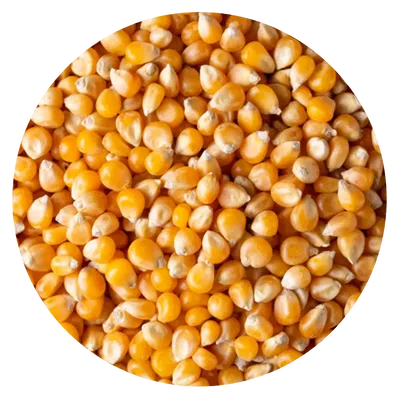 MAIZ PISINGALLO COMUN (1 KG)