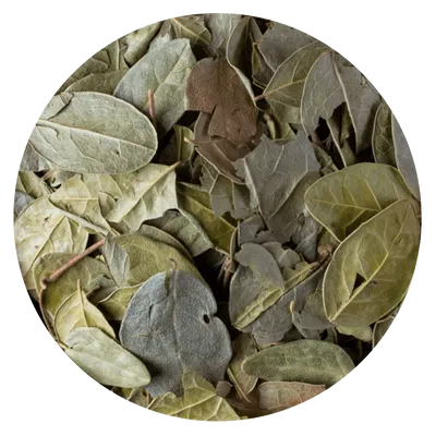 HIERBA BOLDO HOJA
