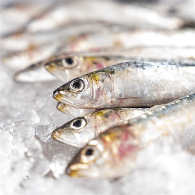 Sardina