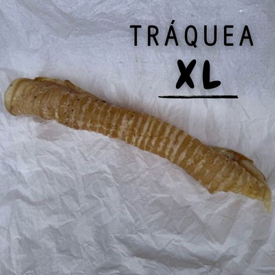 TRÁQUEA DESHIDRATADA