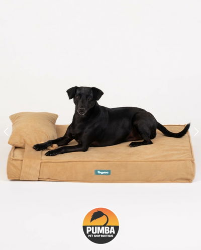 Cama Bahia Con Almohada Talle Grande