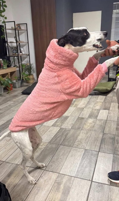 Polera Para Galgo De Peluche 