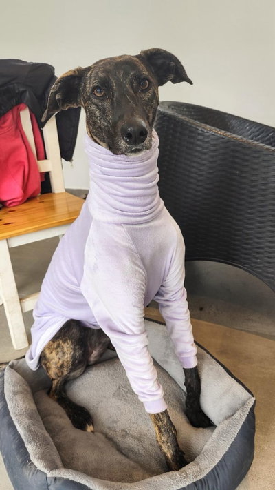 Polera Para Galgo De Plush