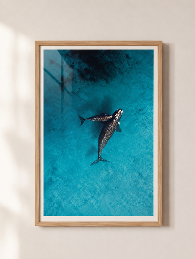 Ballenas gemelas en aguas turquesas