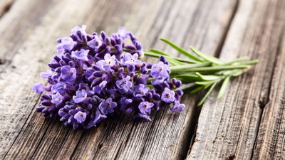 LAVANDA