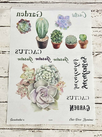 SUCULENTAS 6