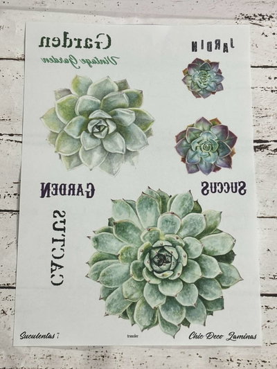 SUCULENTAS 7