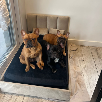 Cama para Mascotas Talle M