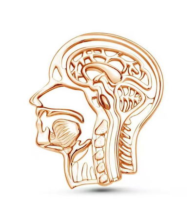Anatomia cabeza