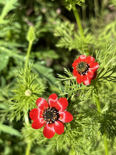Adonis annua (Gotas de sangre)