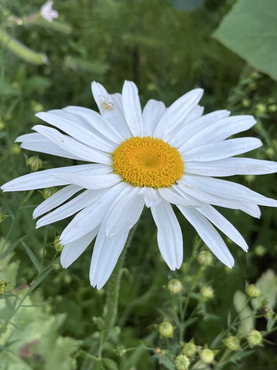 Leucanthenum maximun (Margariton)