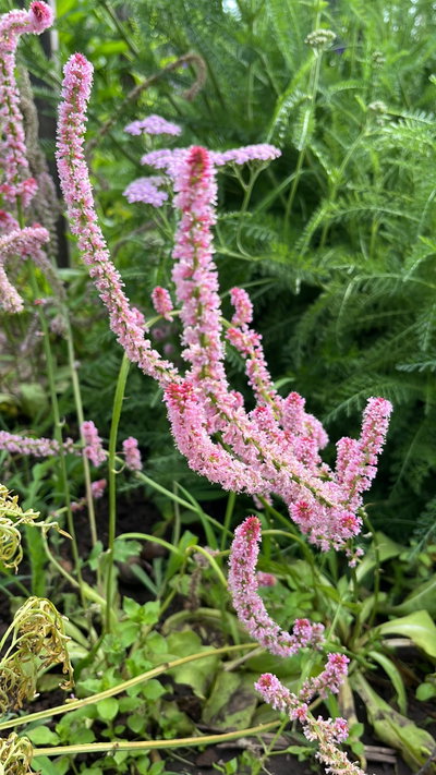 Limonium suworowii 
