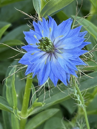Nigella damascena 