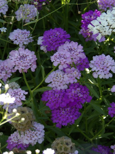 Iberis umbellata 