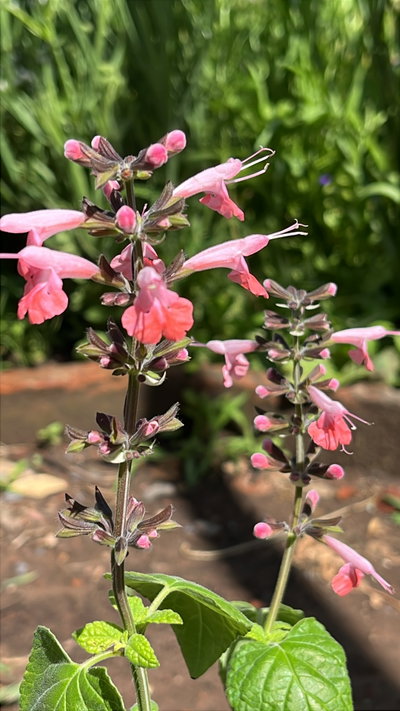 Salvia coccinea jewell pink