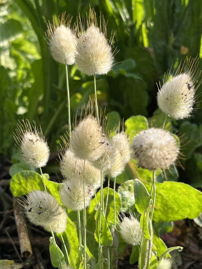Lagurus ovatus (Cola de conejo)
