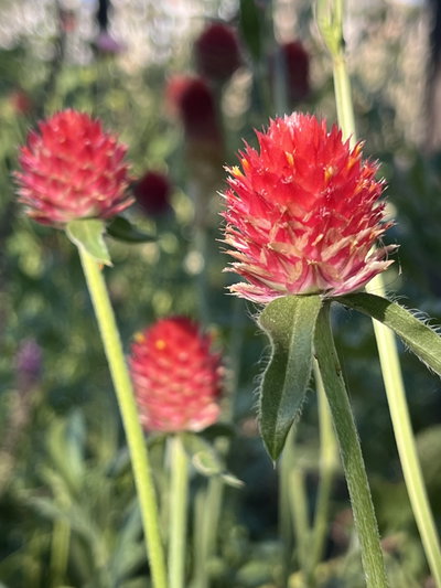 Gomphrena strawberry 