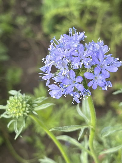 Gilia capitata
