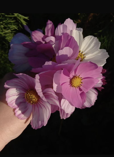 Cosmos bippinatus mix