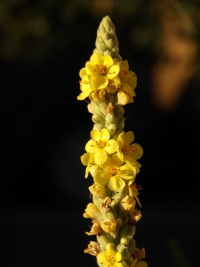 Verbascum Thapsus (Gordolobo)
