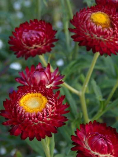 Xerochrysum bracteatum (Siemprevivas)