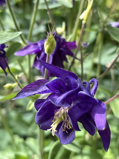 Aquilegia vulgaris violeta