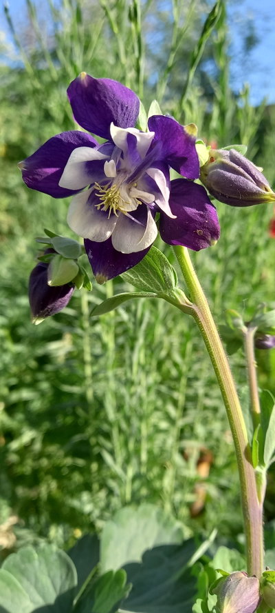 Aquilegia vulgaris violeta y blanca