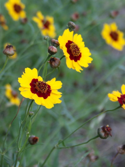 Coreopsis tinctoria (Ojo de indio)