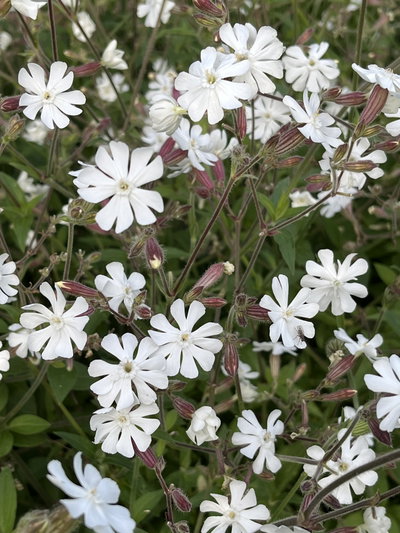 Silene